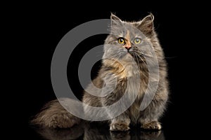 Short Munchkin Cat on Isolated Black background photo