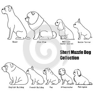 Short muzzle dog collection