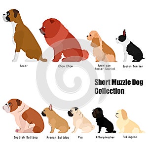 Short muzzle dog collection photo