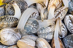 Short necked clam closeup