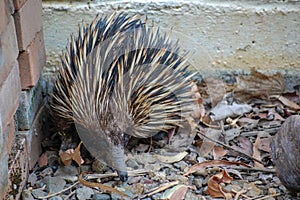 Short-nosed Echidna foraging for ants and termites amongst leaf litter. Queensland, Australia.