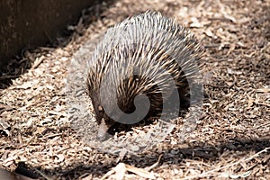 the short nosed echidna is looking for food