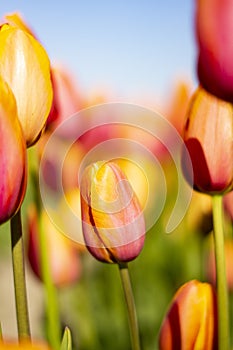 Short Orange Pink Tulip Flower surrounded by taller flowers with blurred background photo