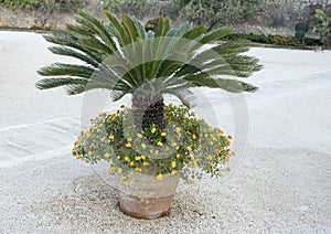 Short Palm in a clay pot with yellow lantana