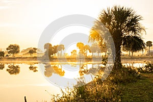 Short Palm Tree On The Edge Of Lake On Foggy Morning