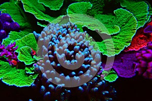Short polyps stony corals aka SPS coral