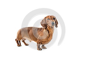 Short red Dachshund Dog, hunting dog, isolated over white background