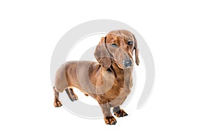 Short red Dachshund Dog, hunting dog, isolated over white background