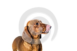 Short red Dachshund Dog, hunting dog, isolated over white background