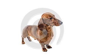 Short red Dachshund Dog, hunting dog, isolated over white background