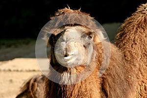 Short shot of a Bactrian or Asian camel Camelus bactrianus photo