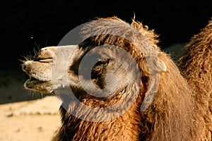 Short shot of a Bactrian or Asian camel Camelus bactrianus photo