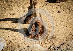 Short shot of the front leg of a Bactrian or Asian camel Camelus bactrianus photo