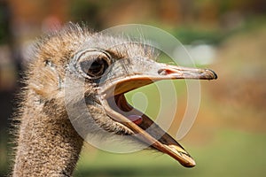 Short shot of a pretty ostrich