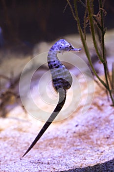 The short-snouted seahorse Hippocampus hippocampus.