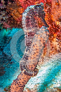 Short-snouted seahorse,Hippocampus hippocampus