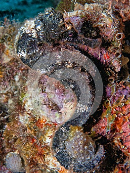 short-snouted seahorse ,Hippocampus hippocampus