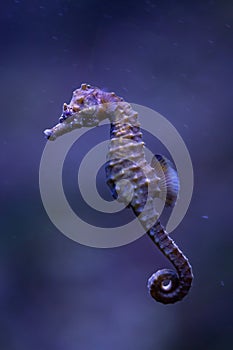 Short-snouted seahorse (Hippocampus hippocampus).