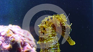 Short-snouted seahorse Hippocampus hippocampus, Black Sea