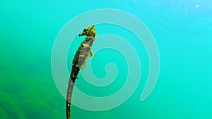 Short-snouted seahorse Hippocampus hippocampus. Black Sea. Ukraine