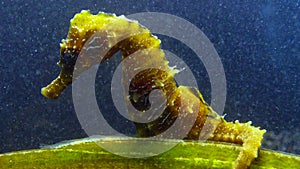 Short-snouted seahorse Hippocampus hippocampus, clings to a fish with its tail, Black Sea