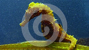Short-snouted seahorse Hippocampus hippocampus, clings to a fish with its tail, Black Sea