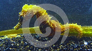 Short-snouted seahorse Hippocampus hippocampus, clings to a fish with its tail, Black Sea