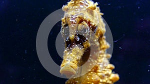 Short-snouted seahorse Hippocampus hippocampus, fish rolls its eyes on a black background. Black Sea