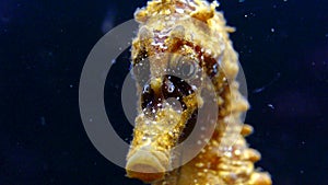 Short-snouted seahorse Hippocampus hippocampus, fish rolls its eyes on a black background. Black Sea