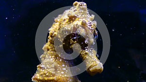 Short-snouted seahorse Hippocampus hippocampus, fish rolls its eyes on a black background. Black Sea