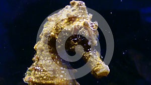 Short-snouted seahorse Hippocampus hippocampus, fish rolls its eyes on a black background. Black Sea