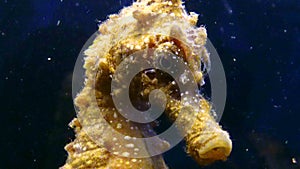 Short-snouted seahorse Hippocampus hippocampus, fish rolls its eyes on a black background. Black Sea