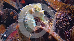 Short-snouted seahorse Hippocampus hippocampus hiding among mussels in the Black Sea