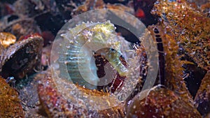 Short-snouted seahorse Hippocampus hippocampus hiding among mussels in the Black Sea