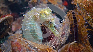 Short-snouted seahorse Hippocampus hippocampus hiding among mussels in the Black Sea