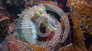 Short-snouted seahorse Hippocampus hippocampus hiding among mussels in the Black Sea