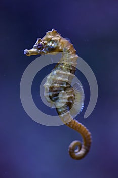 Short-snouted seahorse Hippocampus hippocampus. photo