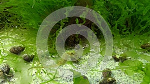 Short-snouted seahorse Hippocampus hippocampus swims among algae.