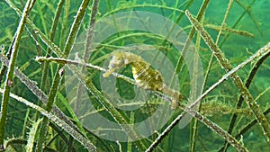 Short-snouted seahorse Hippocampus hippocampus in the thickets of sea grass Zostera. Black Sea. Odessa bay