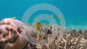 Short-snouted seahorse and reef fishes in shallow water of coral reef