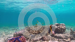 Short-snouted seahorse and reef fishes in shallow water of coral reef