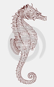 Short-snouted seahorse in side view