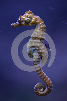 Short-snouted seahorse (Hippocampus hippocampus). photo