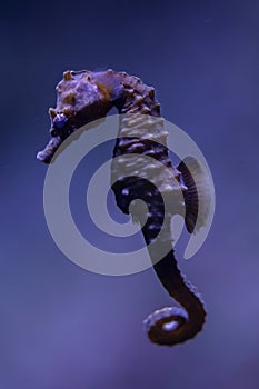 Short-snouted seahorse (Hippocampus hippocampus). photo