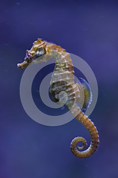 Short-snouted seahorse (Hippocampus hippocampus). photo