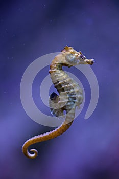 Short-snouted seahorse (Hippocampus hippocampus). photo