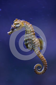 Short-snouted seahorse (Hippocampus hippocampus). photo