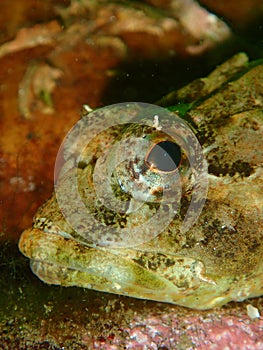 Short-spined sea scorpion. Scuba, St Catherine