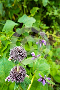 Short-stalked catmint, Nepeta subsessilis purple flowers and buds in the foothills of the Himalayas. Himachal Pradesh