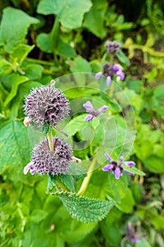 Short-stalked catmint, Nepeta subsessilis purple flowers and buds in the foothills of the Himalayas. Himachal Pradesh